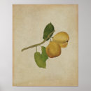 Recherche de dessin fruit posters Dessin à la main