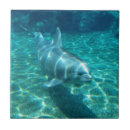 Recherche de mammifères carreaux Dauphins