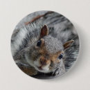 Recherche de écureuil drôle badges Animal