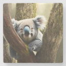 Zoek naar koala onderzetters Wild
