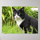 Recherche de chat smoking art Animaux
