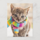 Recherche de chat tigré cartes postales Chaton