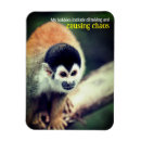 Recherche de singes magnets Pour tous