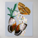 Recherche de vintage butterfly posters Illustration