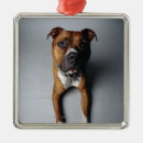 Recherche de chiot de pitbull ornements Chiots
