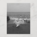 Recherche de cygne noir cartes postales Oie