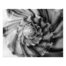 Recherche de spirale fibonacci posters Coquillages