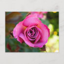 Recherche de gracieux cartes postales Rose