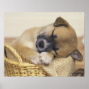 Recherche de comportement de chien posters Horizontale