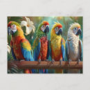 Zoek naar papegaaien briefkaarten Schattig