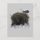 Recherche de cigognes cartes postales Nid