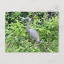 Recherche de héron de petit bleu Faune
