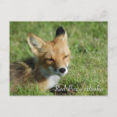 Recherche de parc national katmai cartes postales Faune