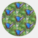 Zoek naar blauwe vlinder stickers Natuur