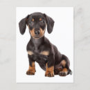 Zoek naar daschund kaarten Dachshund