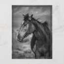 Recherche de amant de cheval cartes postales Chevaux