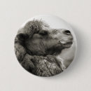 Zoek naar kameel buttons Natuur