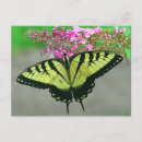 Recherche de machaon cartes postales Papillon