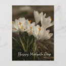 Zoek naar krokus posters Moeder