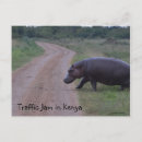 Recherche de le kenya cartes postales Masai mara