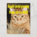 Recherche de chat étranger posters Idiot