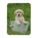 Zoek naar bad magneten Puppy