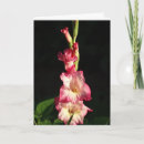 Recherche de gladiola Fleurs