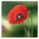 Recherche de oeillets carreaux Fleur