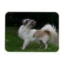 Recherche de regardez magnets Levrette
