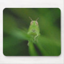 Recherche de sauterelle tapis souris Vert