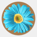 Recherche de marguerite de gerbera autocollants Bleu