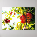 Recherche de pommiers posters Arbre