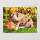 Zoek naar varkens briefkaarten Natuur