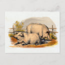 Recherche de sangliers cartes postales Cochons