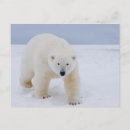 Recherche de carnivores cartes postales Prédateur