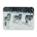 Recherche de loup magnets Faune