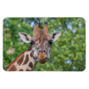 Recherche de girafe magnets Portrait