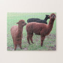 Zoek naar alpaca puzzels Foto