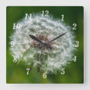 Recherche de mauvaise herbe horloges Mauvaises herbes