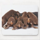 Recherche de dobermann tapis souris Animal