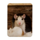 Recherche de ratties magnets Rongeur