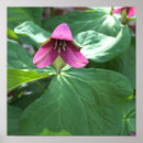 Recherche de fleur rose posters Pour tous