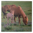 Zoek naar paarden tegels Baby