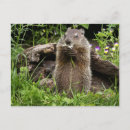 Zoek naar bosmarmot briefkaarten Wilde dieren