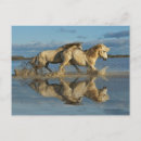 Recherche de cheval de camargue cartes postales Ferme