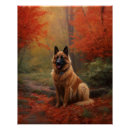 Recherche de chien berger belge posters Animal de compagnie