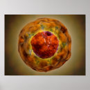 Zoek naar chromosoom posters Geneeskunde