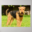 Recherche de border terrier posters Animal
