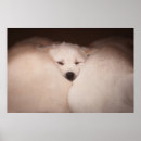 Zoek naar babydieren posters Huisdier