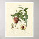 Recherche de arbre plante posters Vintage